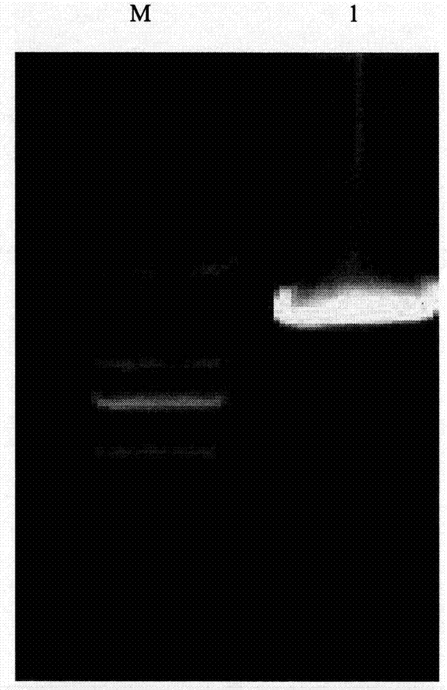 The cdna sequence of the coding gene of red sesame terpene synthase gl-ts3 and its application