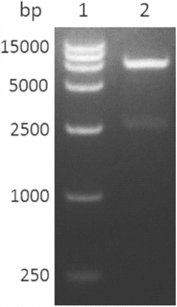 Recombinant adenovirus vector expressed in-vivo self-assembly respiratory syncytial virus-like particle, preparation method and application thereof