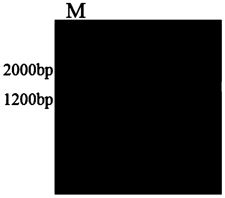 Method for synthesizing quinolizine ketone compounds by enzyme method