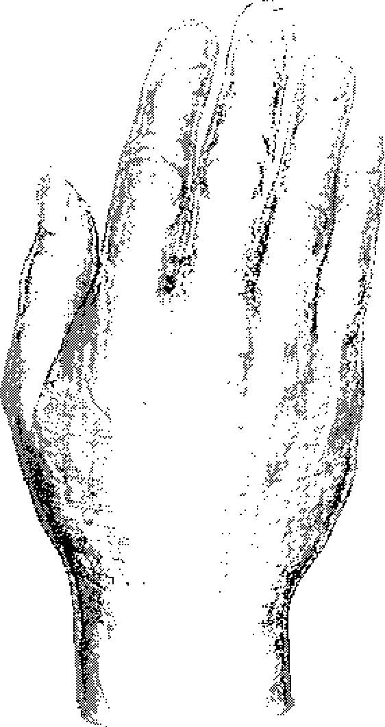 Construction method of digitization virtual hand anatomical structure