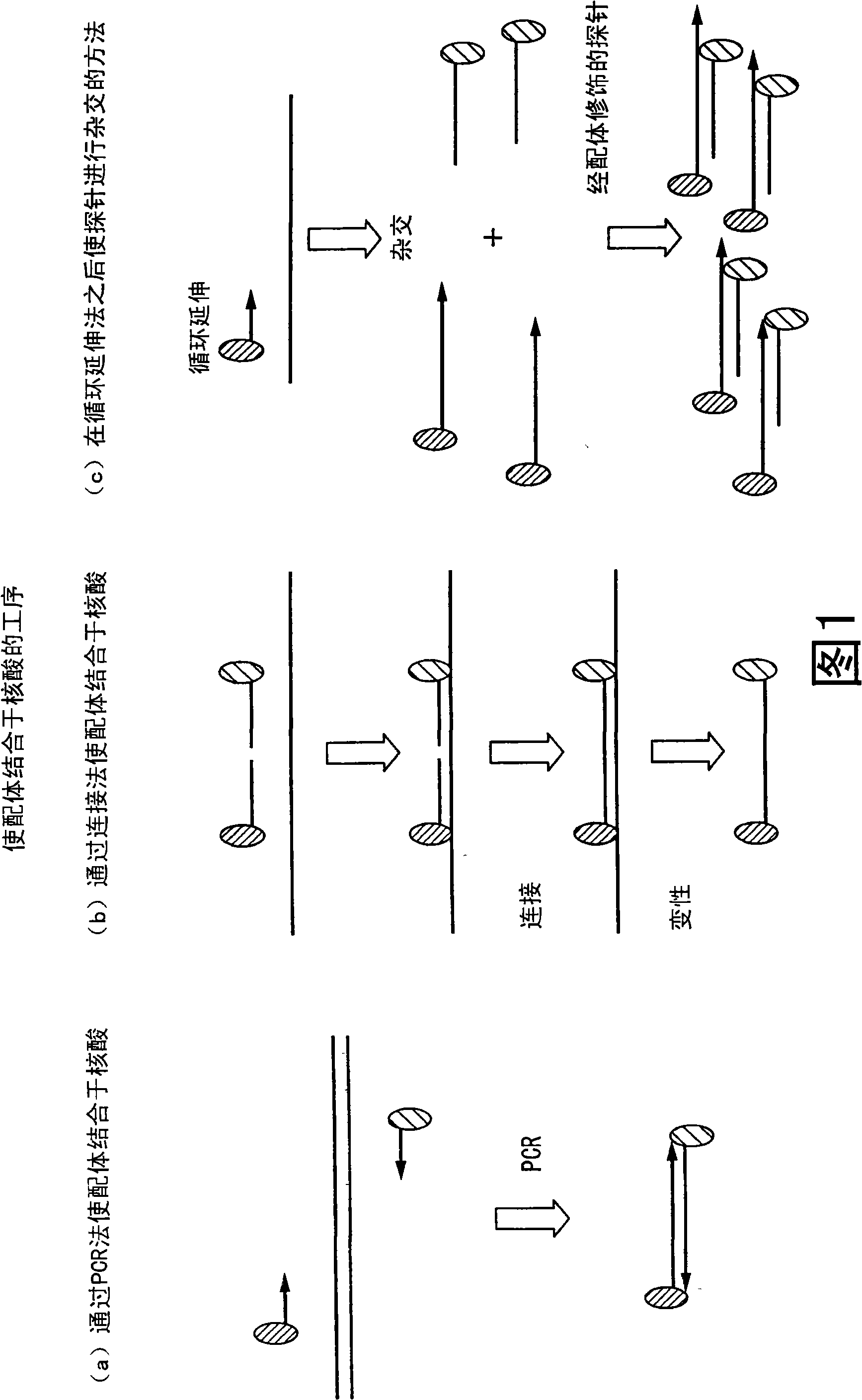 Method of analyzing change in primary structure of nucleic acid