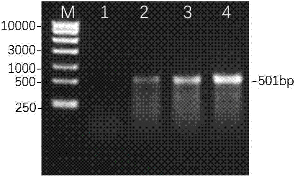 Escherichia coli lyase as well as preparation method and application thereof