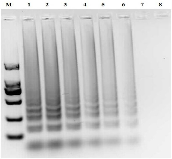 Duck Batay virus ring-mediated isothermal amplification detection primer set and kit