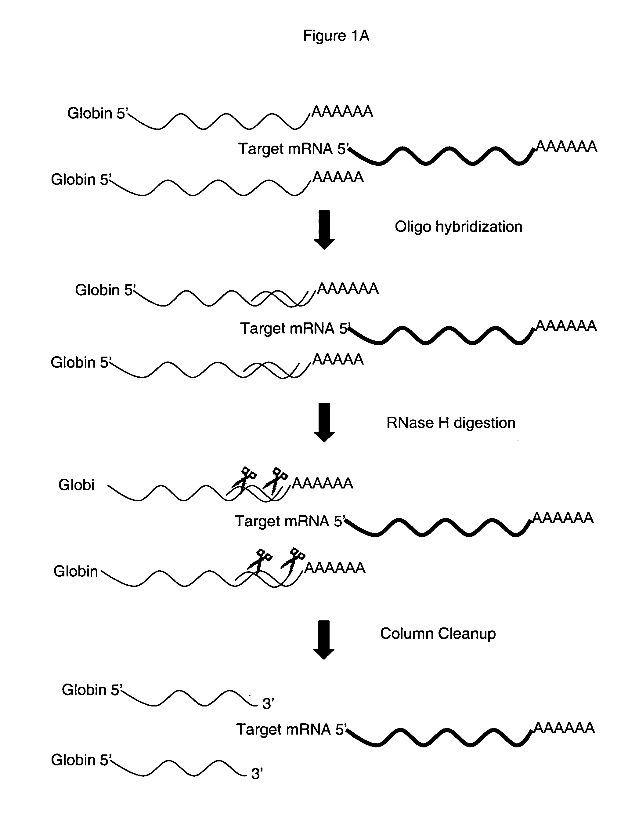 Method for depleting specific nucleic acids from a mixture