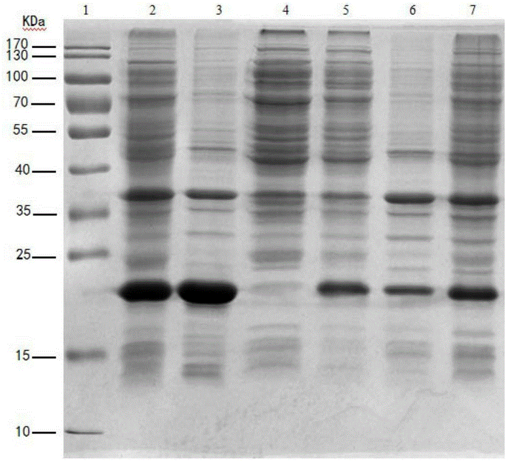Production method for recombinant human fibroblast growth factor-17 protein