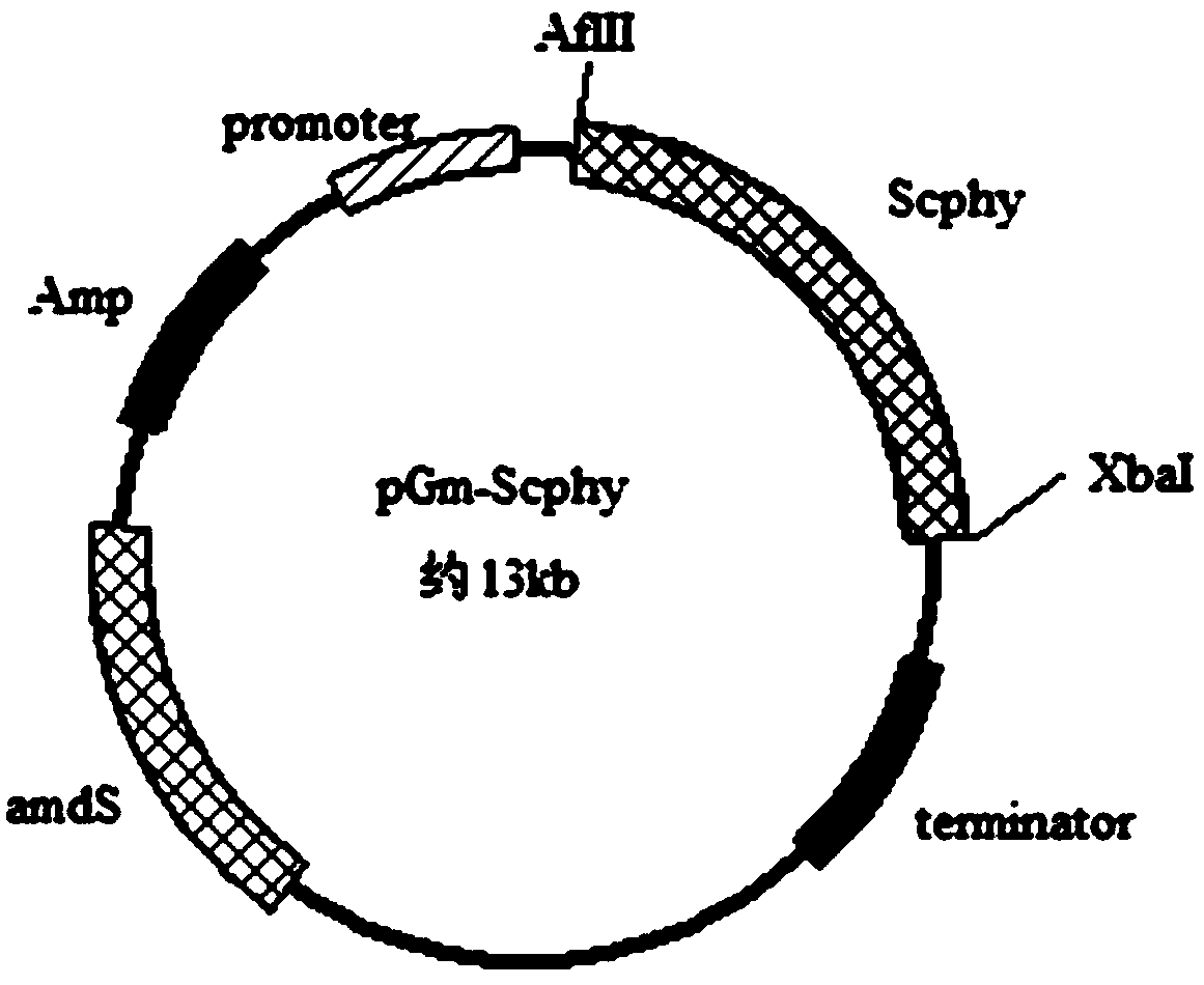 Phytase and application thereof