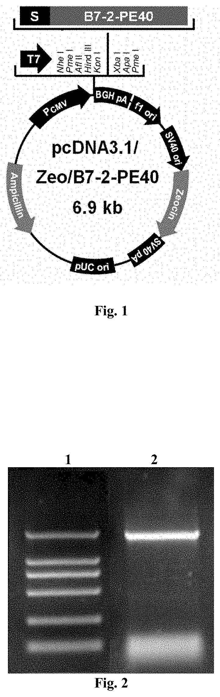 DNA vaccine capable of effectively treating and/or preventing type 1 diabetes and use thereof