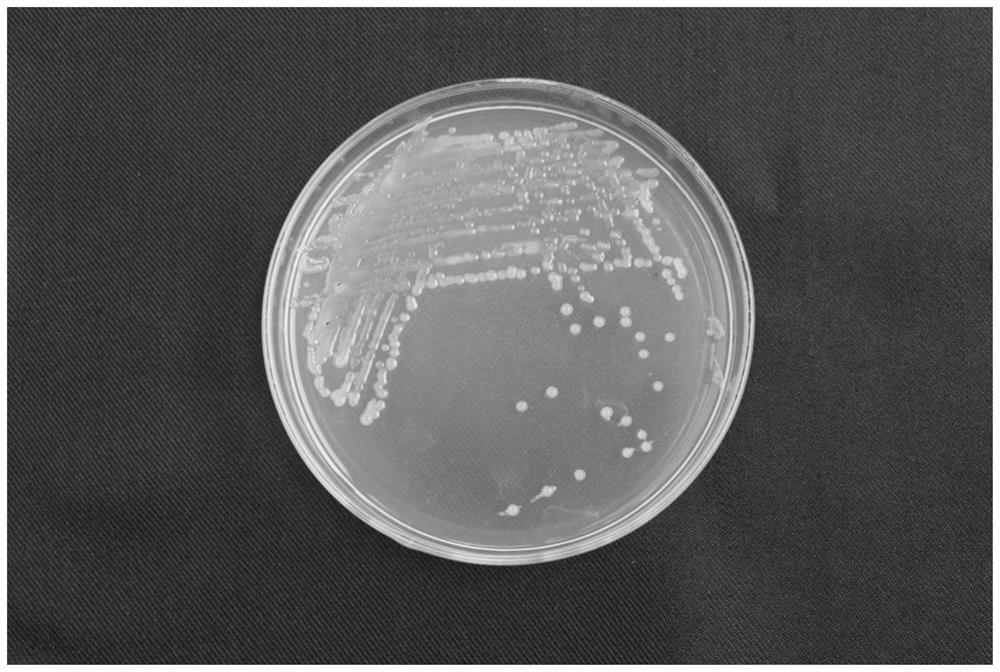 A kind of Paenibacillus polymyxa biocontrol strain af01 and its application
