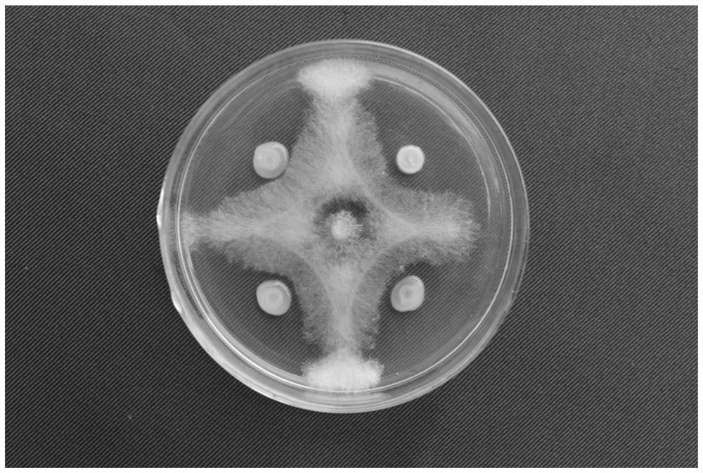 A kind of Paenibacillus polymyxa biocontrol strain af01 and its application