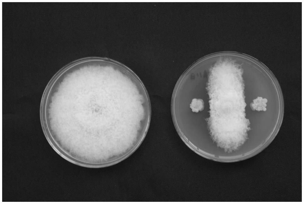 A kind of Paenibacillus polymyxa biocontrol strain af01 and its application