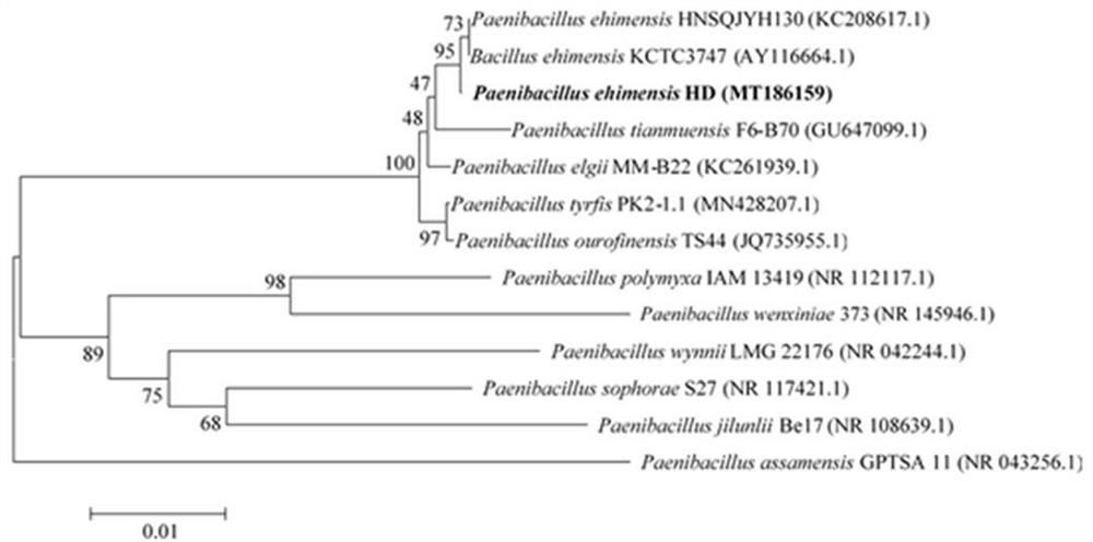 Paenibacillus ehimensis HD for producing antibacterial peptide and application of paenibacillus ehimensis HD