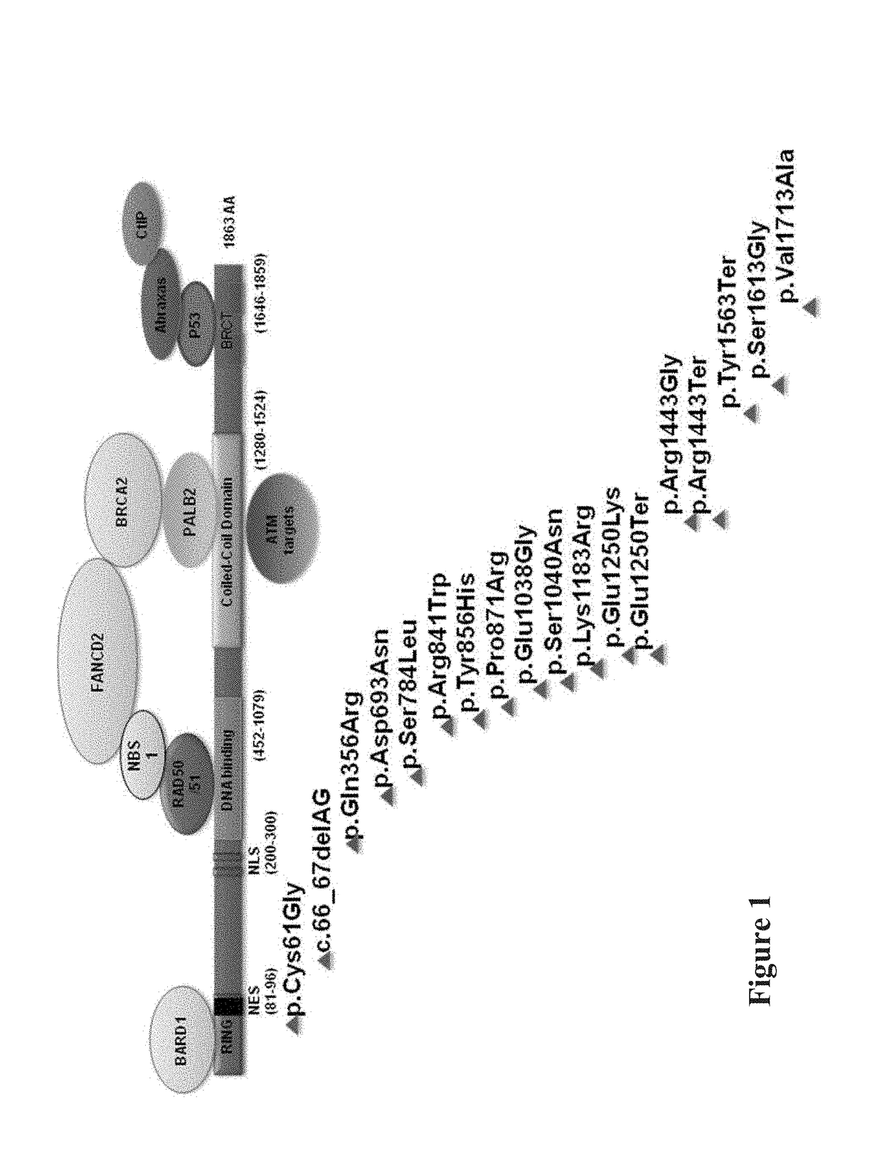 Methods and compositions for assessing germline risk of cancer