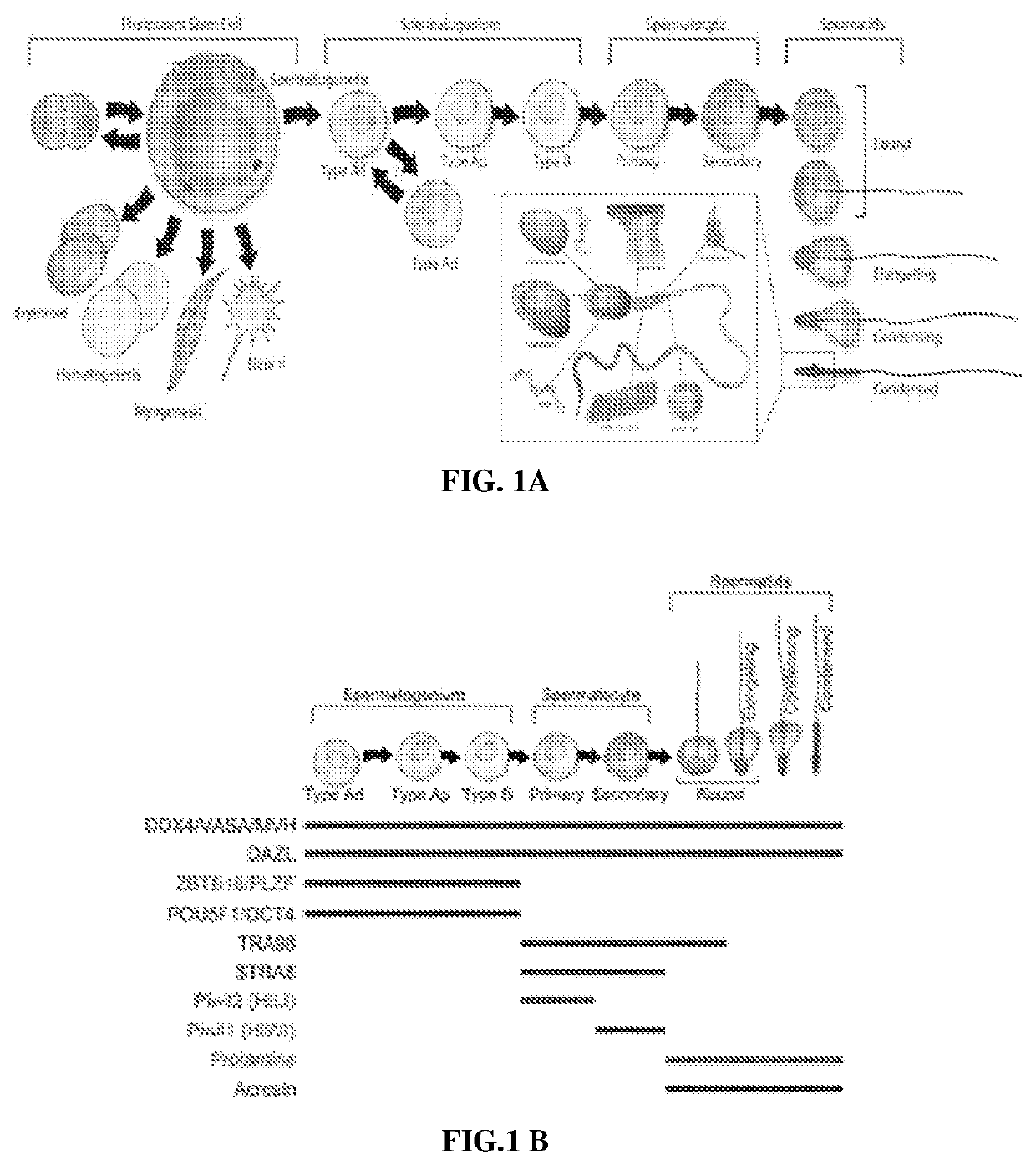Compositions and methods for improving embryo development