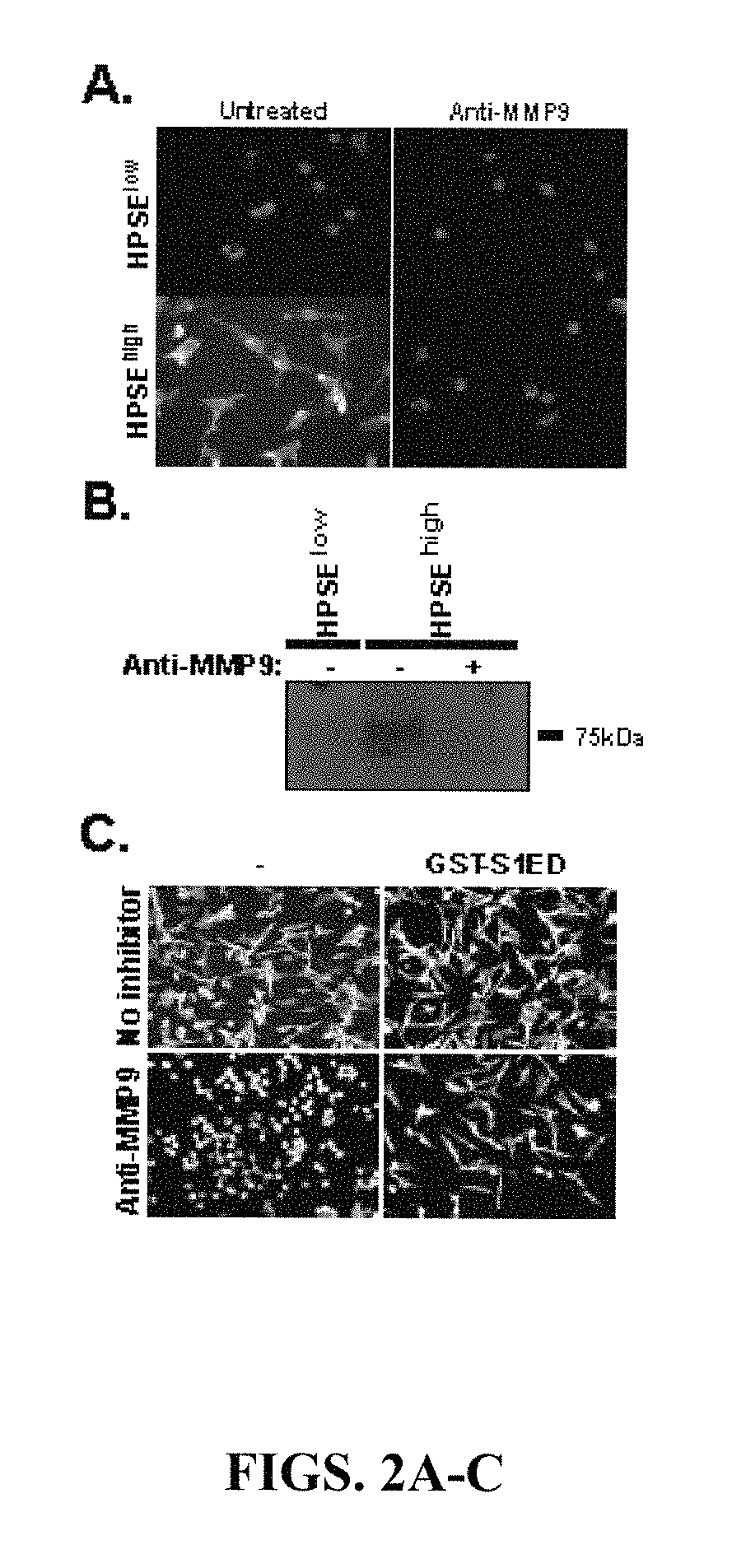 Syndecan peptides and polypeptides as inhibitors of vascular endothelial growth factor receptor-2 (VEGFR2) and very late antigen-4 (VLA-4)