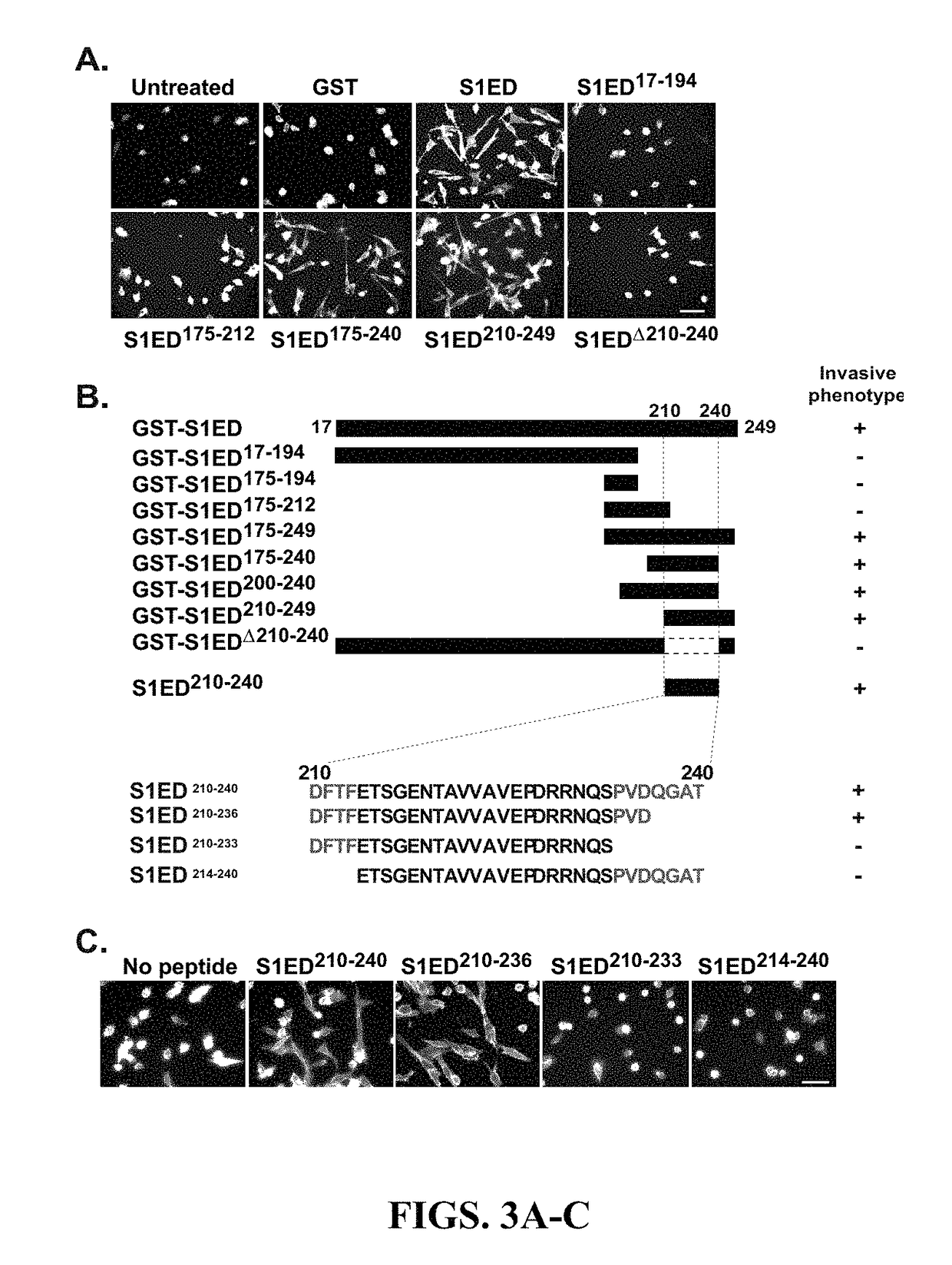 Syndecan peptides and polypeptides as inhibitors of vascular endothelial growth factor receptor-2 (VEGFR2) and very late antigen-4 (VLA-4)