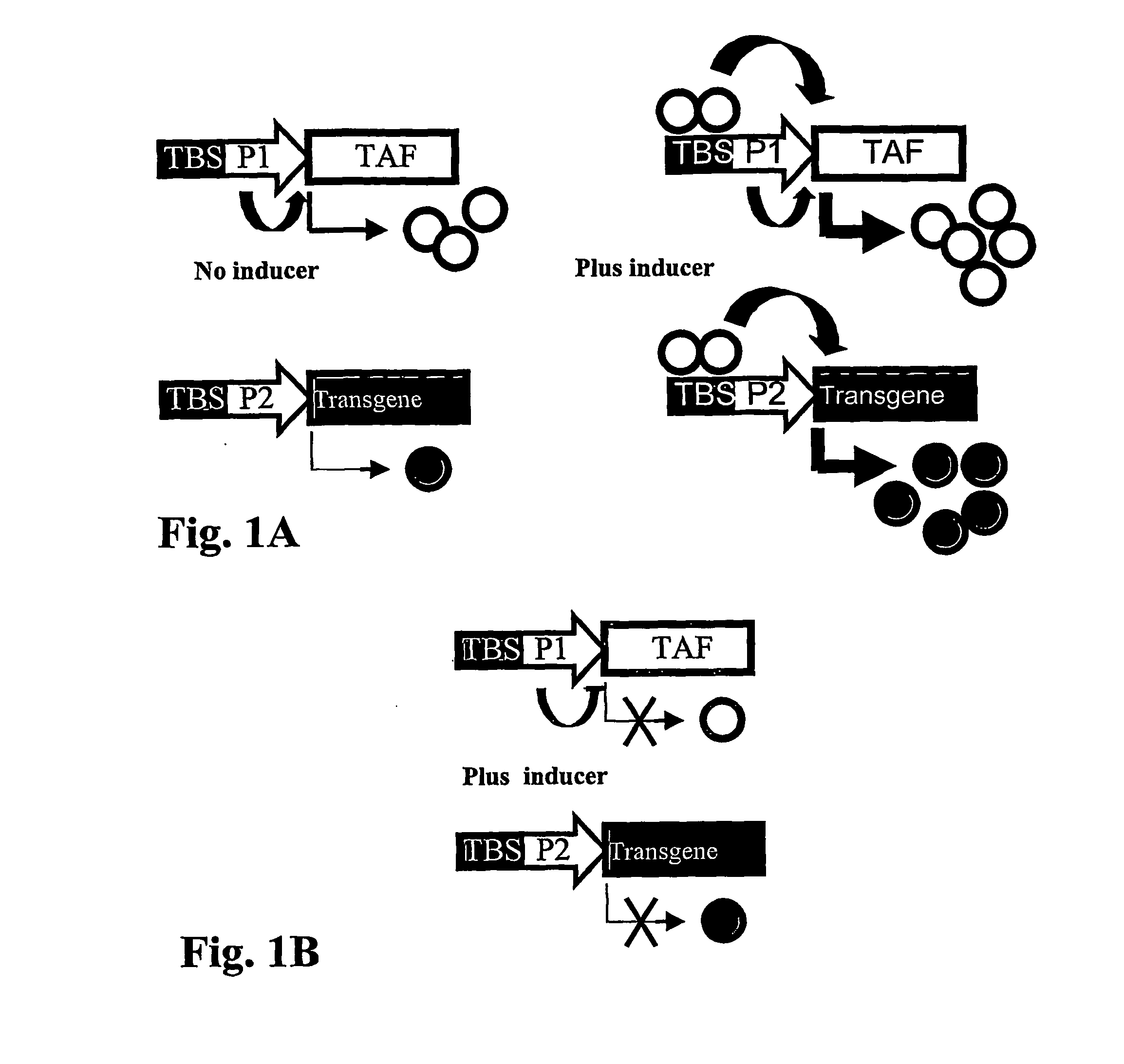 Autologous upregulation mechanism allowing optimized cell type-specific and regulated gene expression cells