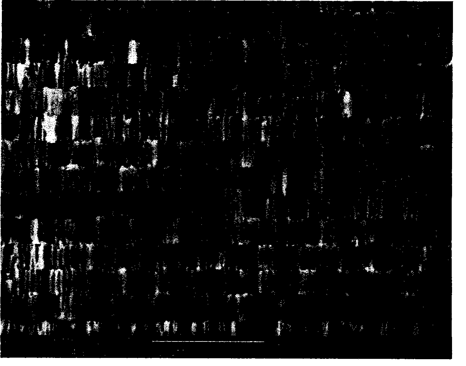 Porous aluminum oxide film light filter with bifurcate holes and preparation method thereof