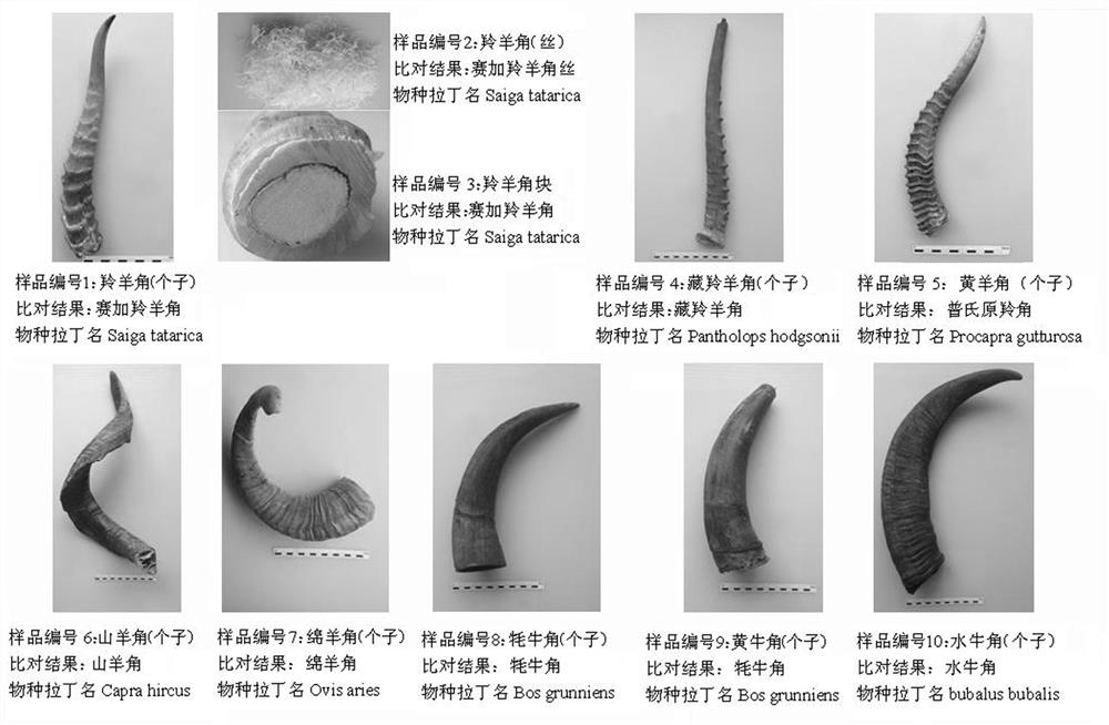 A kind of dna extraction method of horny layer of animal horn medicinal material