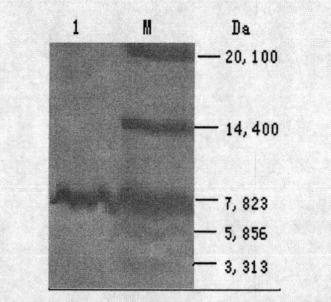 Anti-I type Shiga toxin IgY antibody as well as preparation method and use thereof