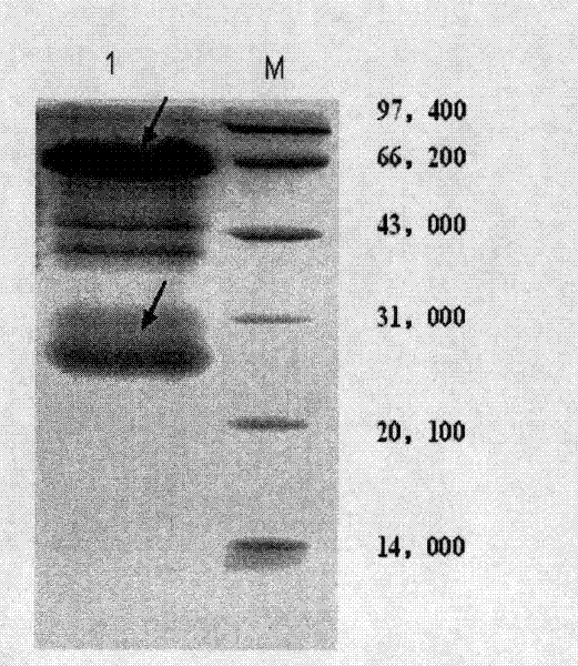 Anti-I type Shiga toxin IgY antibody as well as preparation method and use thereof