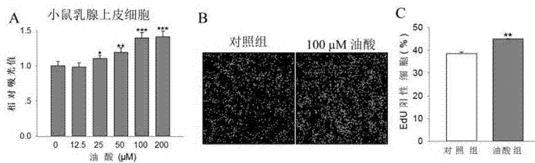 Application of oleic acid in animal mammary gland development promotion