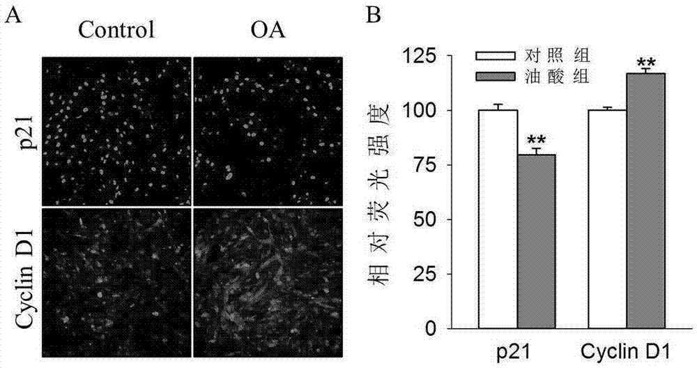 Application of oleic acid in animal mammary gland development promotion