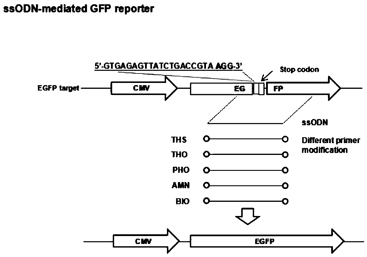 Method for improving site-specific modification efficiency of cellular genome by utilizing modified ssODN