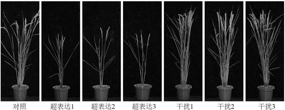 Application of amino acid transporter gene OsAAP3 in rice seed selection