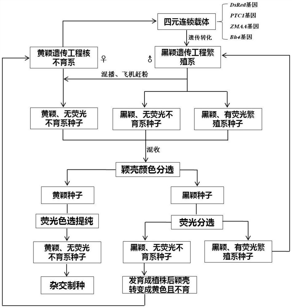 Method for Improving Color Sorting Accuracy of Rice Genetic Engineering Male Sterile Line Seeds by Utilizing Dominant Black Glue Trait