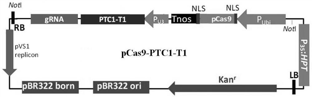 Method for Improving Color Sorting Accuracy of Rice Genetic Engineering Male Sterile Line Seeds by Utilizing Dominant Black Glue Trait