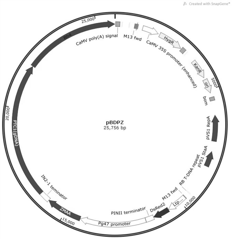 Method for Improving Color Sorting Accuracy of Rice Genetic Engineering Male Sterile Line Seeds by Utilizing Dominant Black Glue Trait