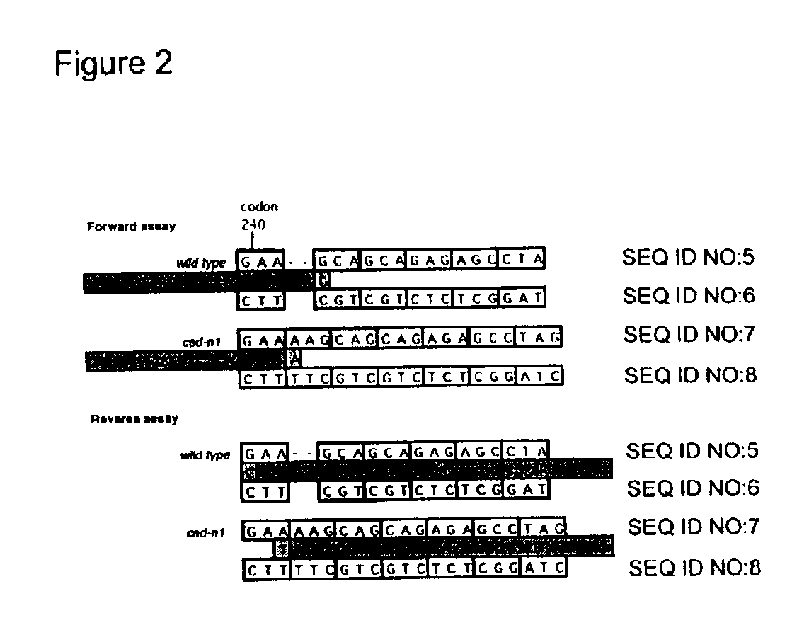 Compositions and methods for detecting a sequence mutation in the cinnamyl alcohol dehydrogenase gene associated with altered lignification in loblolly pine