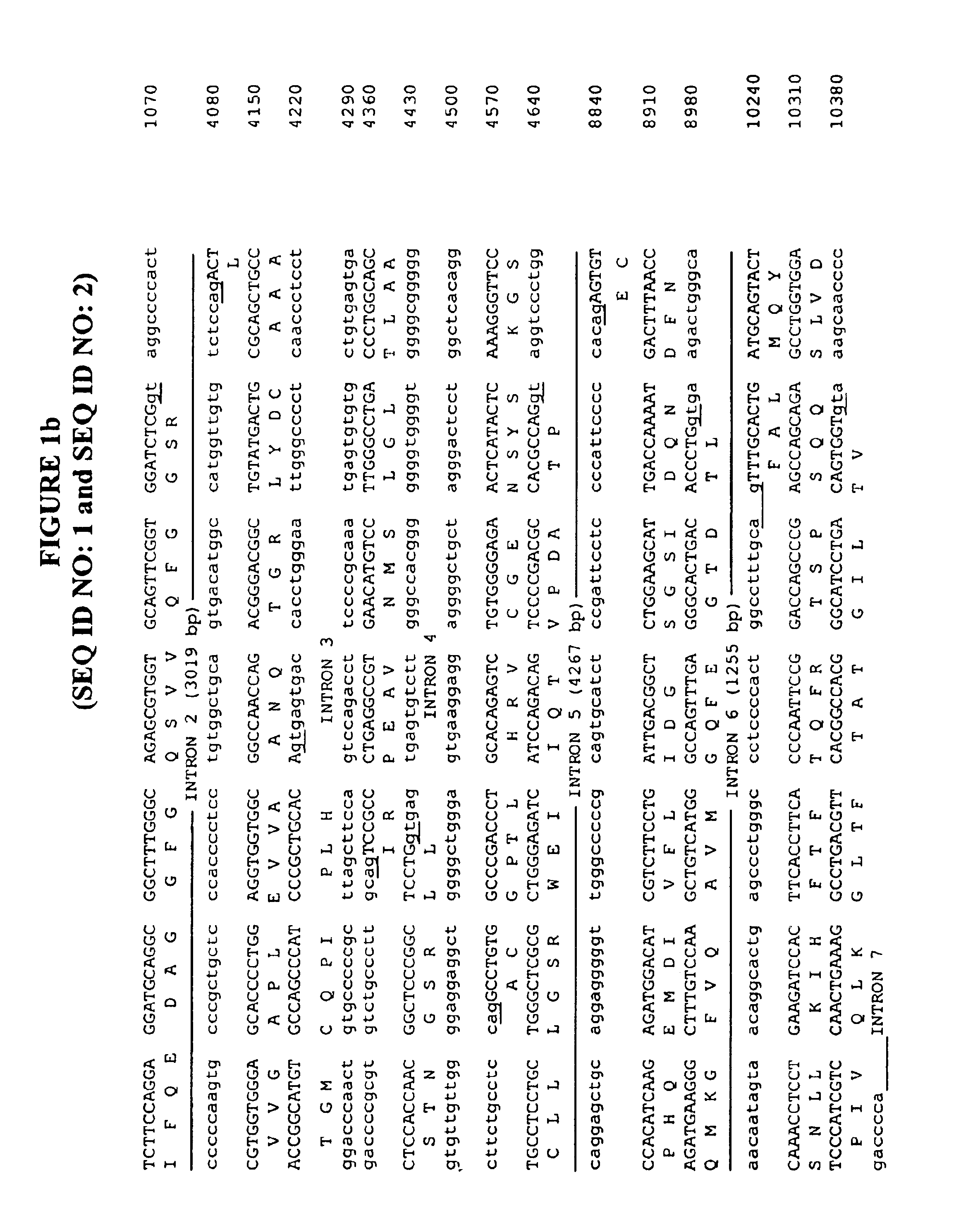 Myeloid cell promoter and constructs containing same