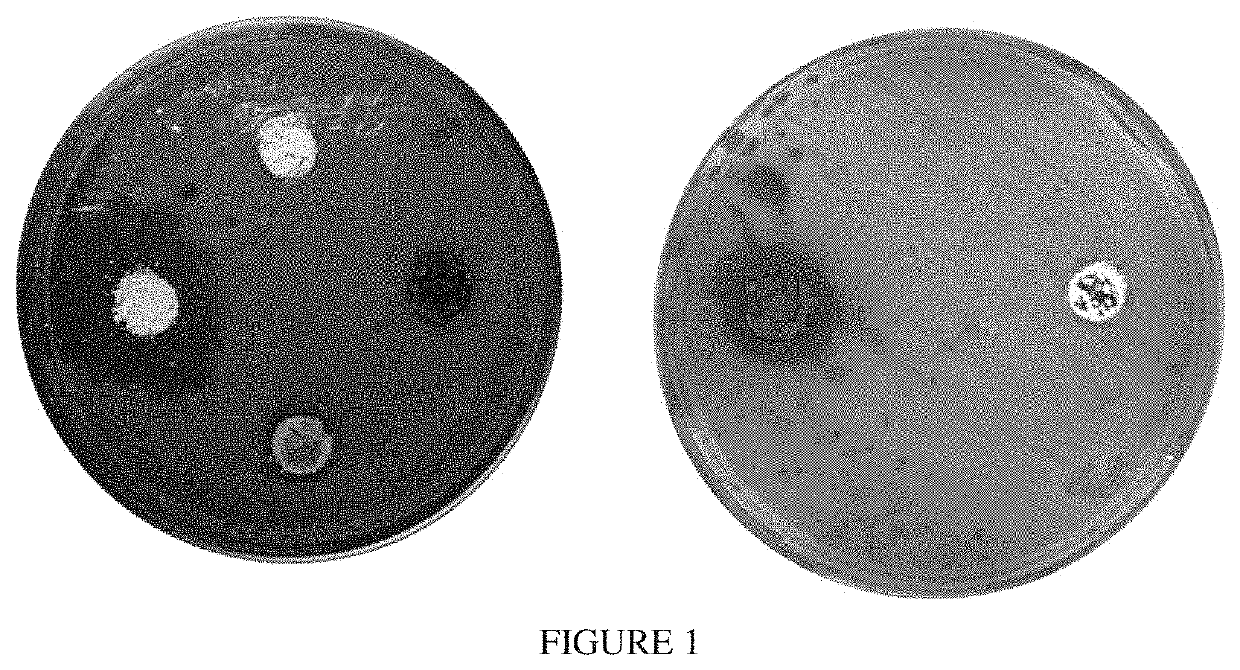 Antifoulant marine structures compositions and methods thereof