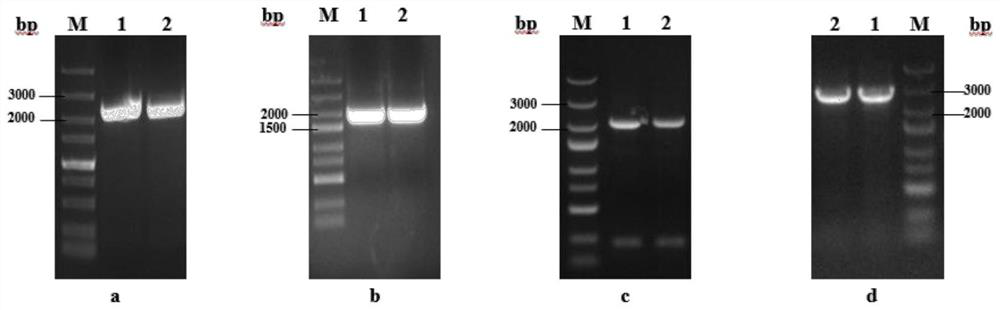 High-yield glutathione pichia pastoris strain G3-SF and application thereof