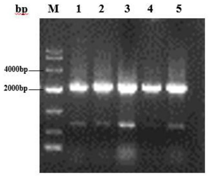High-yield glutathione pichia pastoris strain G3-SF and application thereof