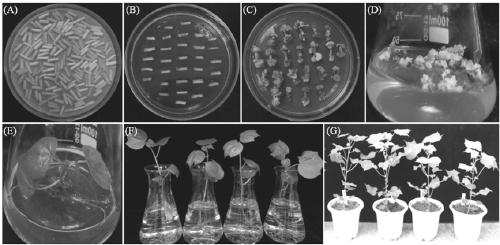 Method for creating cotton apolygus lucorum-resistant germplasm by using plant-mediated RNAi