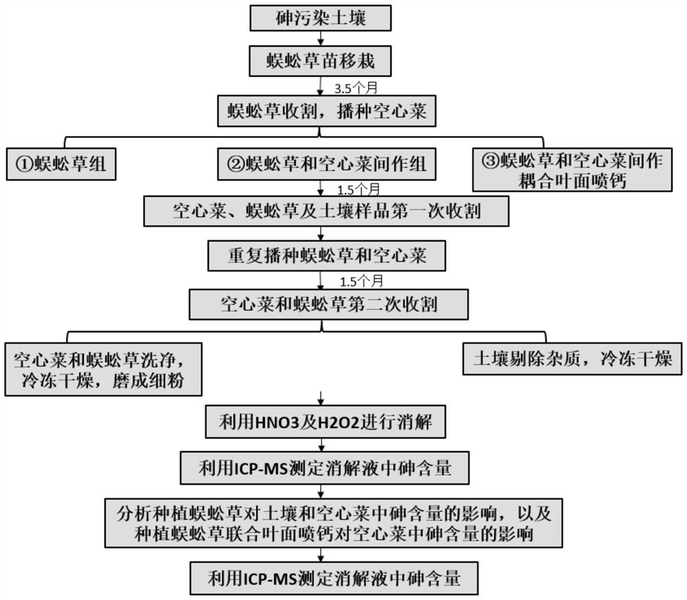 Method for realizing soil remediation and safe production of water spinach by combining pteris vittata and foliage calcium spraying