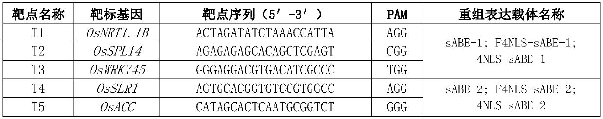 Nuclear localization signal F4NLS and application thereof in improvement of basic group editing efficiency and expansion of editable basic group range