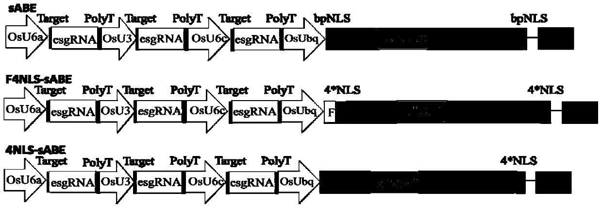 Nuclear localization signal F4NLS and application thereof in improvement of basic group editing efficiency and expansion of editable basic group range