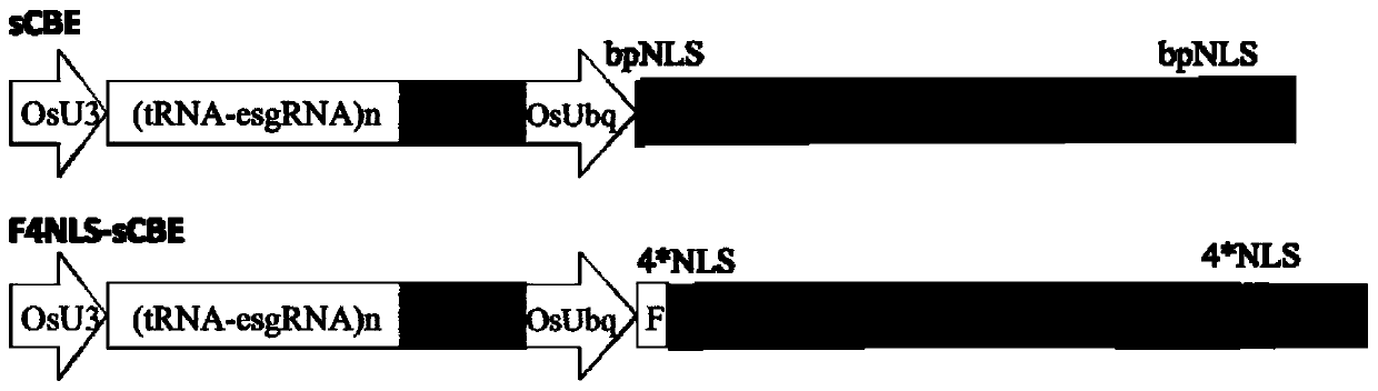 Nuclear localization signal F4NLS and application thereof in improvement of basic group editing efficiency and expansion of editable basic group range