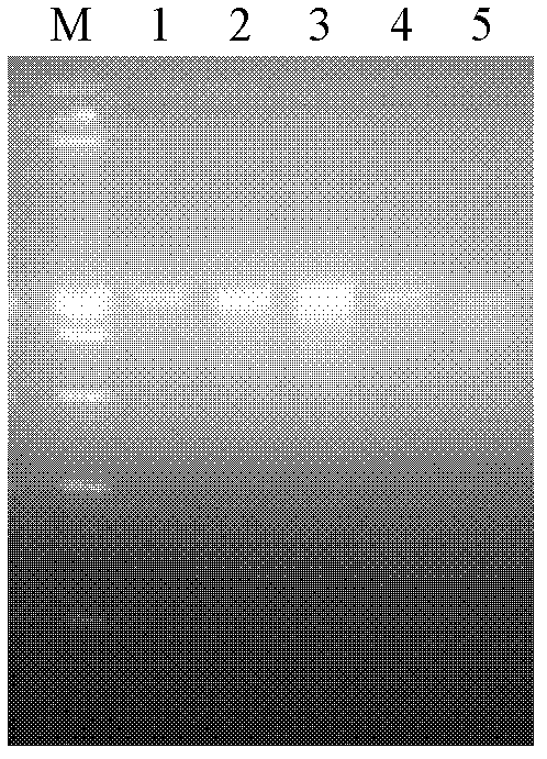 PCR primer pair for identifying or assisting in identifying tissue and/or organ of cat and application thereof