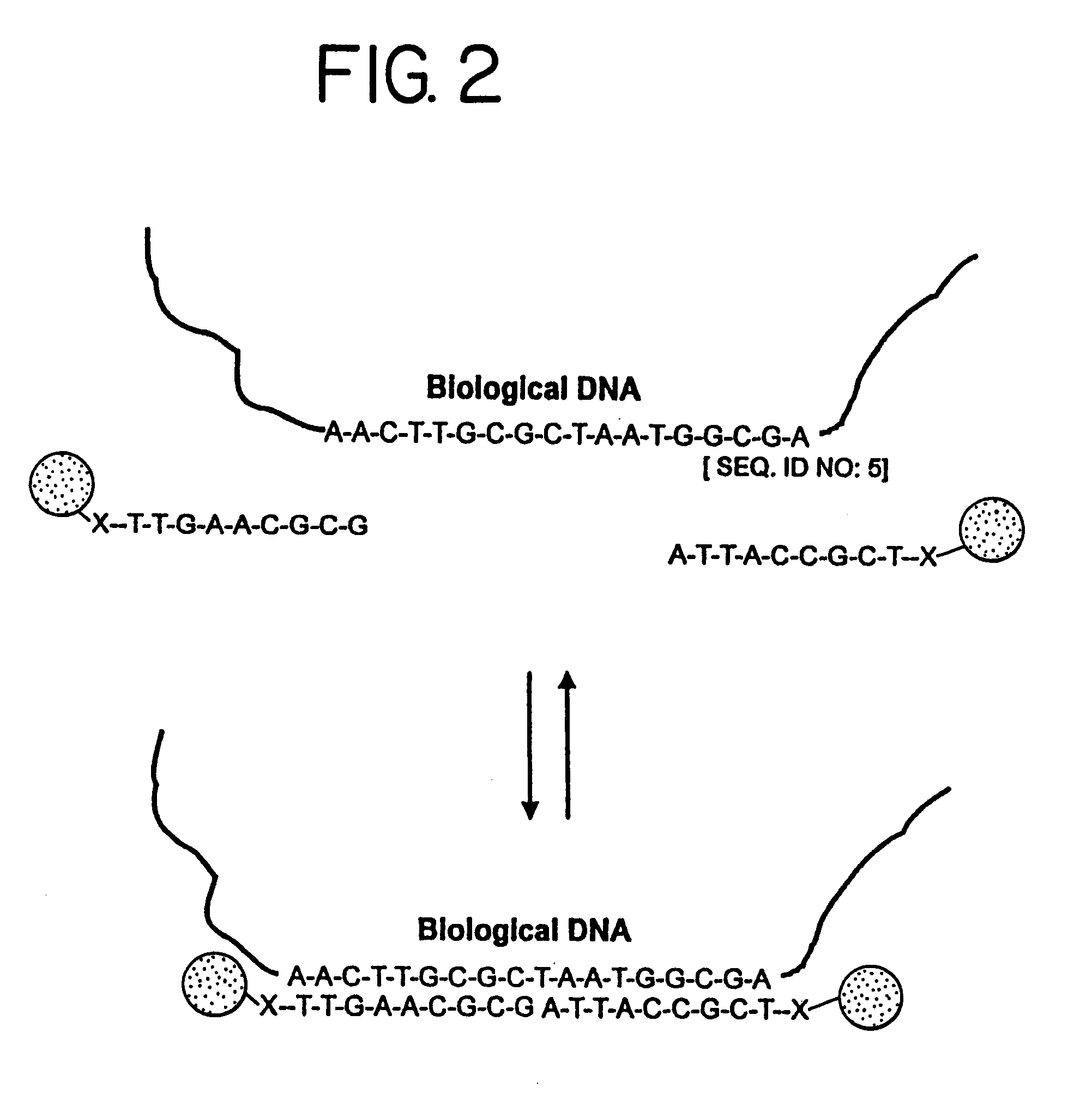 Nanoparticles having oligonucleotides attached thereto and uses therefor