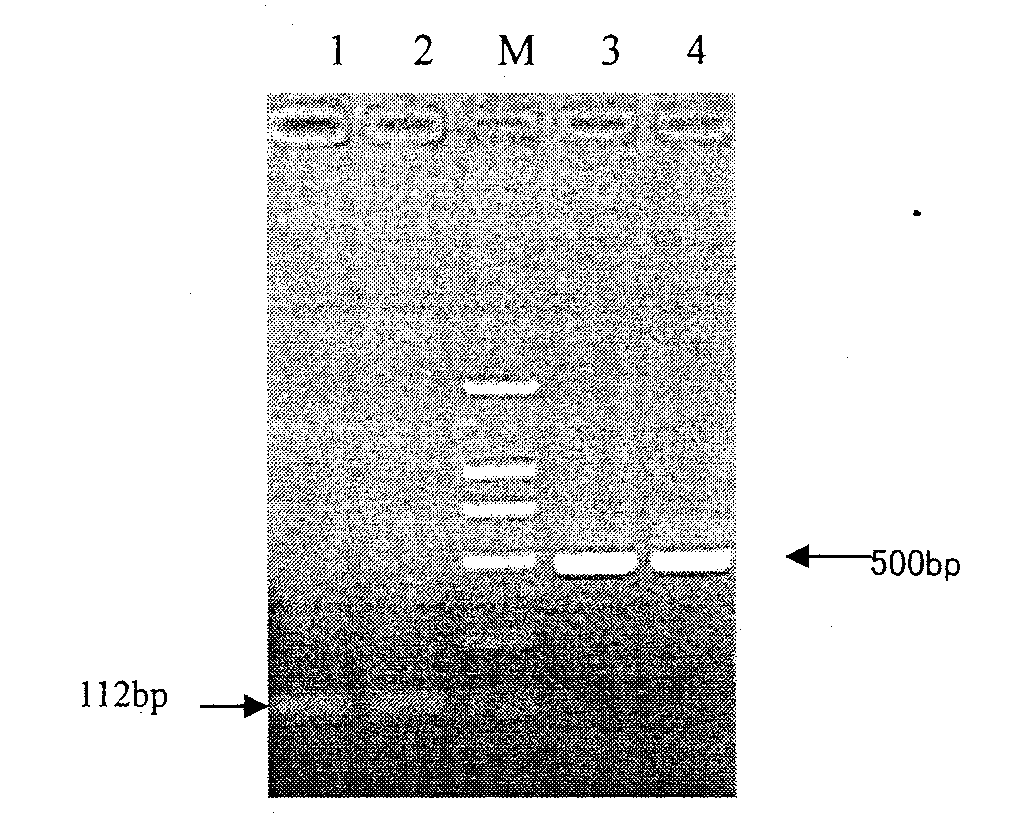Fusion protein of human interferon and targeting peptide, and preparation thereof