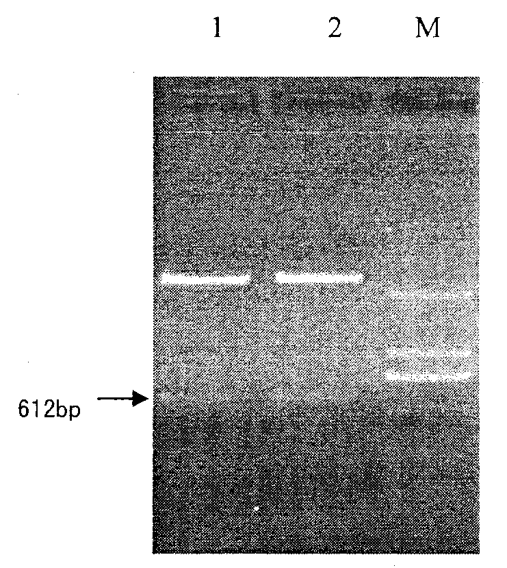 Fusion protein of human interferon and targeting peptide, and preparation thereof