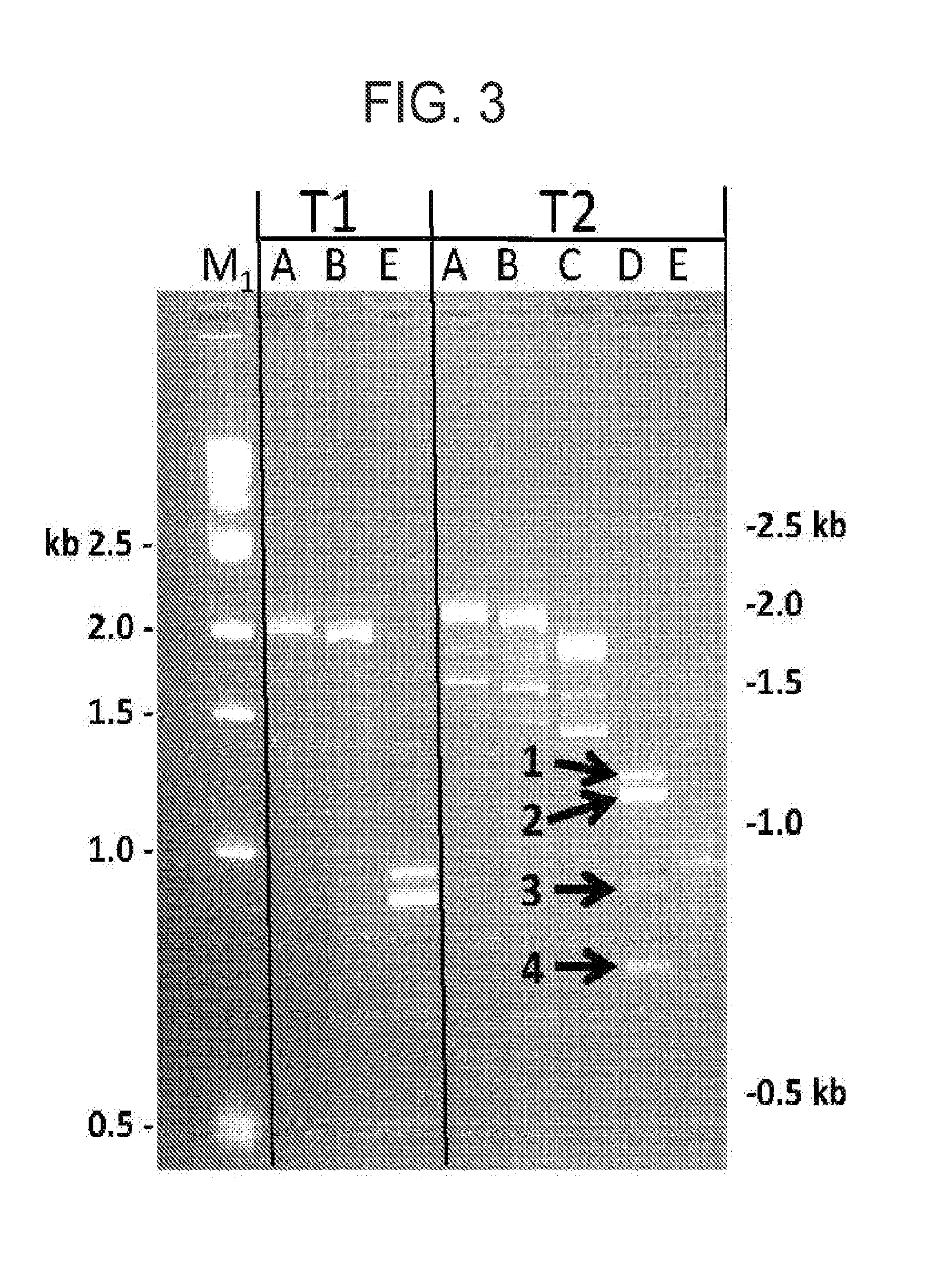 Method of producing transcripts using cryptic splice sites