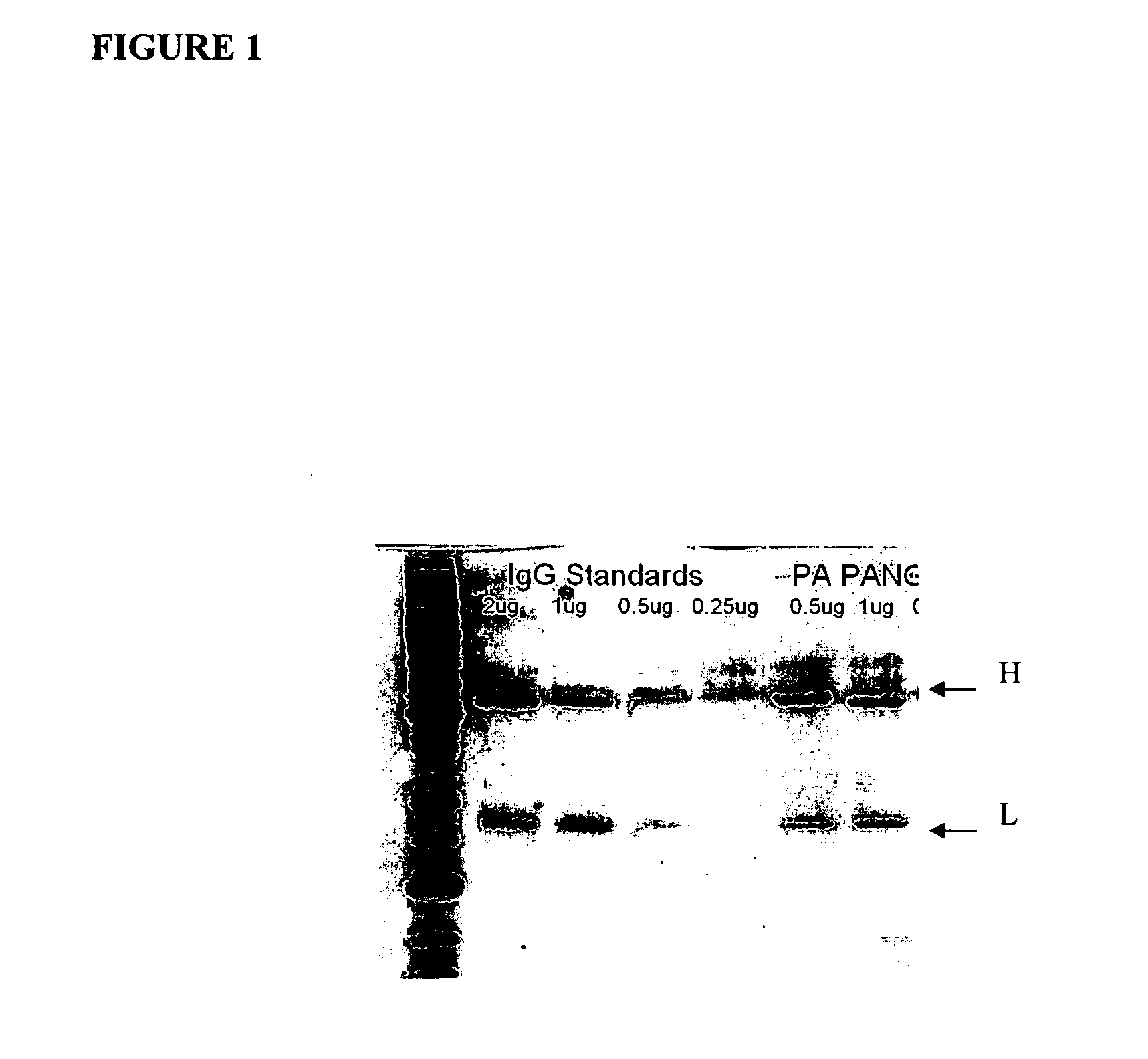 Compositions and methods for production of immunoglobulins