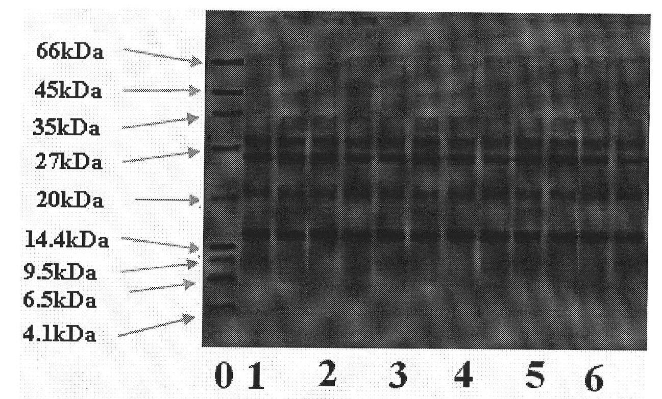 Method for extracting natural antitumor active protein and polypeptide from chickpea bean