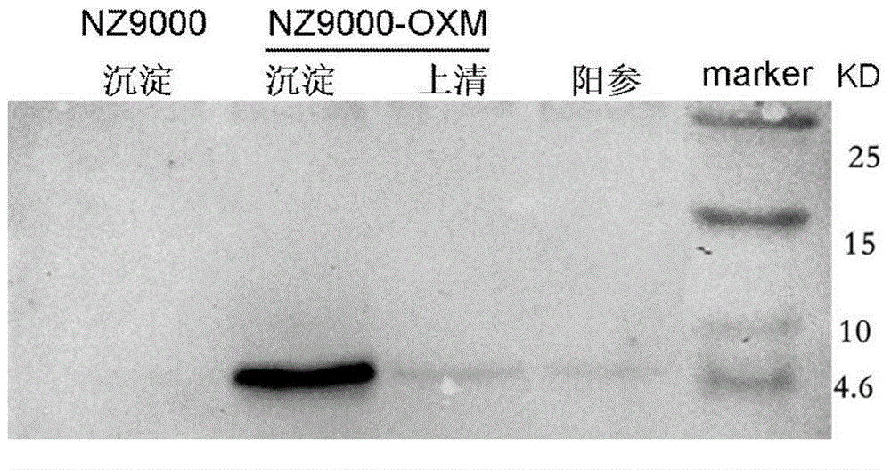 Transformant for reducing weight and fat and construction method and application thereof