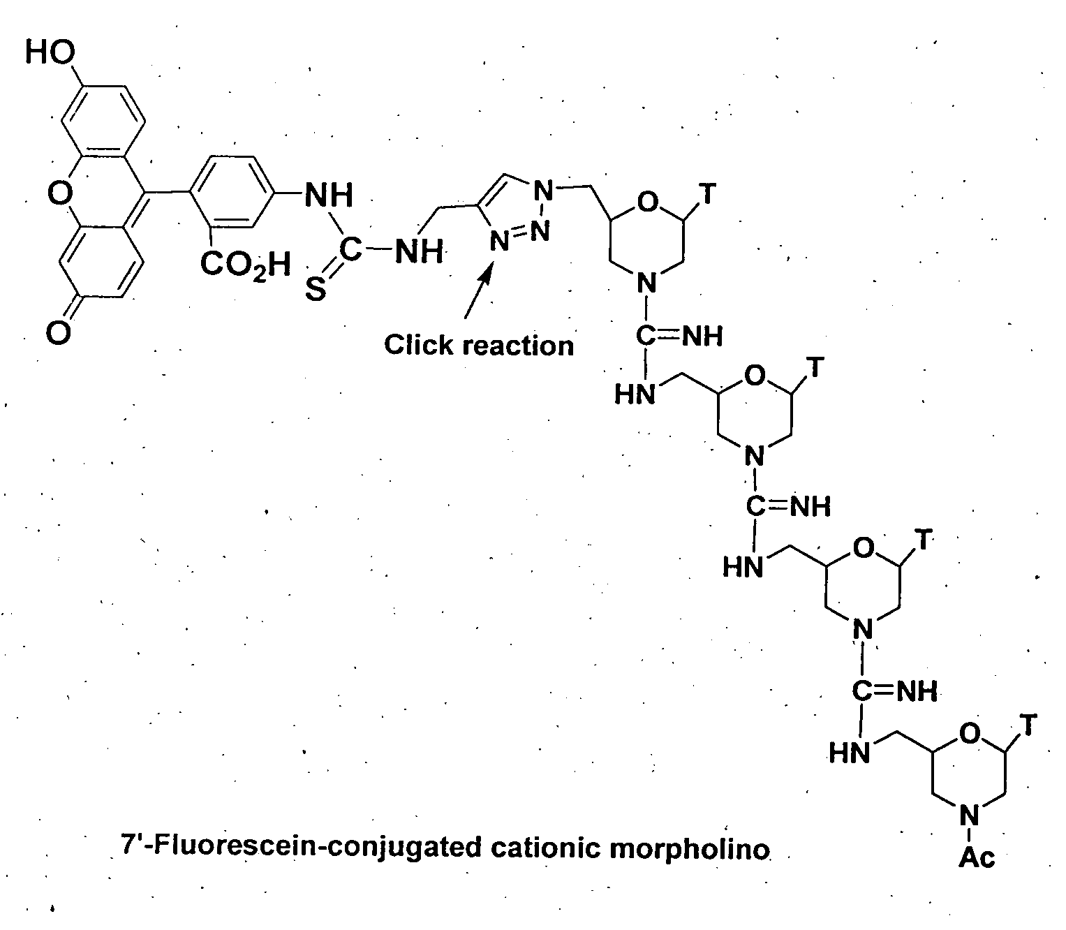 Morpholino-based antisense agent